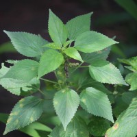 <i>Acalypha ciliata</i>  Forssk.